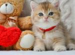 Dany golden chinchilla british shorthair boy - British Shorthair Kitten For Sale - Houston&comma; TX&comma; US
