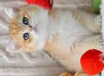 Bruno golden shaded british shorthair boy - British Shorthair Kitten For Sale - Houston&comma; TX&comma; US