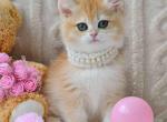 Bonnie golden shell ny 12 british shorthair girl - British Shorthair Kitten For Sale - Houston&comma; TX&comma; US