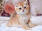 Timmi golden shaded chocolate by11 british boy - British Shorthair Kitten For Sale - Houston&comma; TX&comma; US