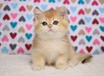 Cruz golden shell ny 12 british shorthair boy - British Shorthair Kitten For Sale - Houston&comma; TX&comma; US
