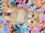 Smaylik golden shell ny 12 british shorthair boy - British Shorthair Kitten For Sale - Houston&comma; TX&comma; US