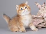 Ilim golden shaded ny 11 british shorthair boy - British Shorthair Kitten For Sale - Houston&comma; TX&comma; US