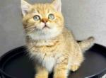 Storm chocolate golden tabby british shorthair - British Shorthair Cat For Sale - Houston&comma; TX&comma; US