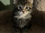 Litter A - Maine Coon Kitten For Sale - Urbana&comma; OH&comma; US