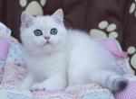 Zoe silver shaded point blueeyes british shorthair - British Shorthair Kitten For Sale - Houston&comma; TX&comma; US