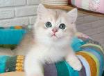 Laki blue golden shell ay 12 british shorthair - British Shorthair Kitten For Sale - Houston&comma; TX&comma; US