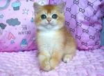 Mark ny 12 black golden shell british shorthair - British Shorthair Kitten For Sale - Houston&comma; TX&comma; US