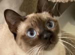 Retired Tonkinese - Tonkinese Cat For Sale - Purcellville&comma; VA&comma; US