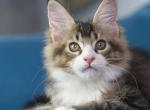Jupiter - Maine Coon Cat For Sale - Grayslake&comma; IL&comma; US