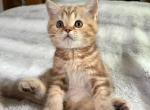 Caramel - Scottish Straight Kitten For Sale - MA&comma; US