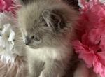 Cammy Blue - Ragdoll Kitten For Sale - Bushnell&comma; FL&comma; US