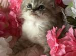 Cammi mink - Ragdoll Kitten For Sale - Bushnell&comma; FL&comma; US