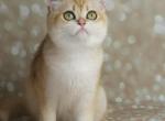 Scottish Straight Fem - Scottish Straight Cat For Sale - Chesnee&comma; SC&comma; US