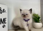 Purple Collar - Ragdoll Kitten For Sale - Meadville&comma; PA&comma; US