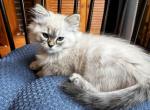 Frappe - Himalayan Cat For Sale - Annandale&comma; VA&comma; US