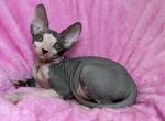 Leo - Sphynx Cat For Sale - Brooklyn&comma; NY&comma; US