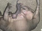 Bobo X Enzlo - Sphynx Kitten For Sale - Longmont&comma; CO&comma; US