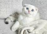 Scottish fold 2 - Scottish Fold Cat For Sale - Helotes&comma; TX&comma; US