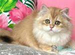 Jessica - British Shorthair Cat For Sale - Norwalk&comma; CT&comma; US