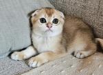 Scottish fold orange 1 - Scottish Fold Cat For Sale - Helotes&comma; TX&comma; US