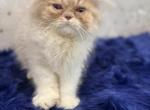 Salty - Exotic Cat For Sale - TN&comma; US