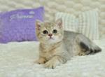 Riki - British Shorthair Cat For Sale - Chicago&comma; IL&comma; US