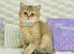 Rani - British Shorthair Cat For Sale - Chicago&comma; IL&comma; US