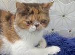 Pebbles Calico Female - Exotic Cat For Sale - TN&comma; US