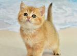 Rebeka - British Shorthair Cat For Sale - Chicago&comma; IL&comma; US