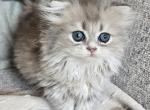 Scottish fold 10 - Scottish Fold Cat For Sale - Helotes&comma; TX&comma; US
