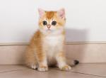 Kiala british shorthair girl golden shell ny 12 - British Shorthair Kitten For Sale - Houston&comma; TX&comma; US