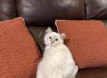 Mikey - Ragdoll Cat For Sale - Church Hill&comma; TN&comma; US