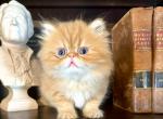 Sea Biscuit - Exotic Cat For Sale - Pensacola&comma; FL&comma; US