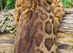 Patch the pirate - Bengal Cat For Sale - Bridgeton&comma; NJ&comma; US