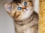 Golden Solana - British Shorthair Kitten For Sale - Chicago&comma; IL&comma; US
