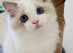 Moonlight - Ragdoll Cat For Sale - Murrieta&comma; CA&comma; US