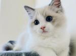 Starlight - Ragdoll Cat For Sale - Murrieta&comma; CA&comma; US