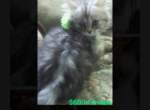 Silver smoke Persian - Persian Kitten For Sale - New Orleans&comma; LA&comma; US