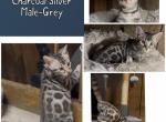 Charcoal Silver Bengal Male Grey - Bengal Cat For Sale - AR&comma; US