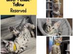 Silver Bengal Kitten Yellow Girl - Bengal Cat For Sale - AR&comma; US