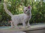 Alison Curly LaPerm - LaPerm Kitten For Sale - AL&comma; US
