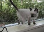 Asher Seal Point LaPerm - LaPerm Kitten For Sale - AL&comma; US