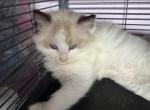Ragdoll boy - Ragdoll Kitten For Sale - RI&comma; US