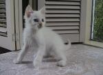 Avery - LaPerm Cat For Sale - AL&comma; US