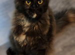 Meowjestic Litter 2 - Maine Coon Cat For Sale - Mexico&comma; MO&comma; US