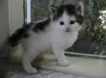 Pickles Siberian - Siberian Kitten For Sale - AL&comma; US