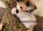 Mona - Persian Kitten For Sale - Clewiston&comma; FL&comma; US