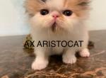 Luna - Persian Kitten For Sale - Clewiston&comma; FL&comma; US