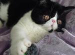 Lotus - Exotic Cat For Sale - Lemont&comma; IL&comma; US